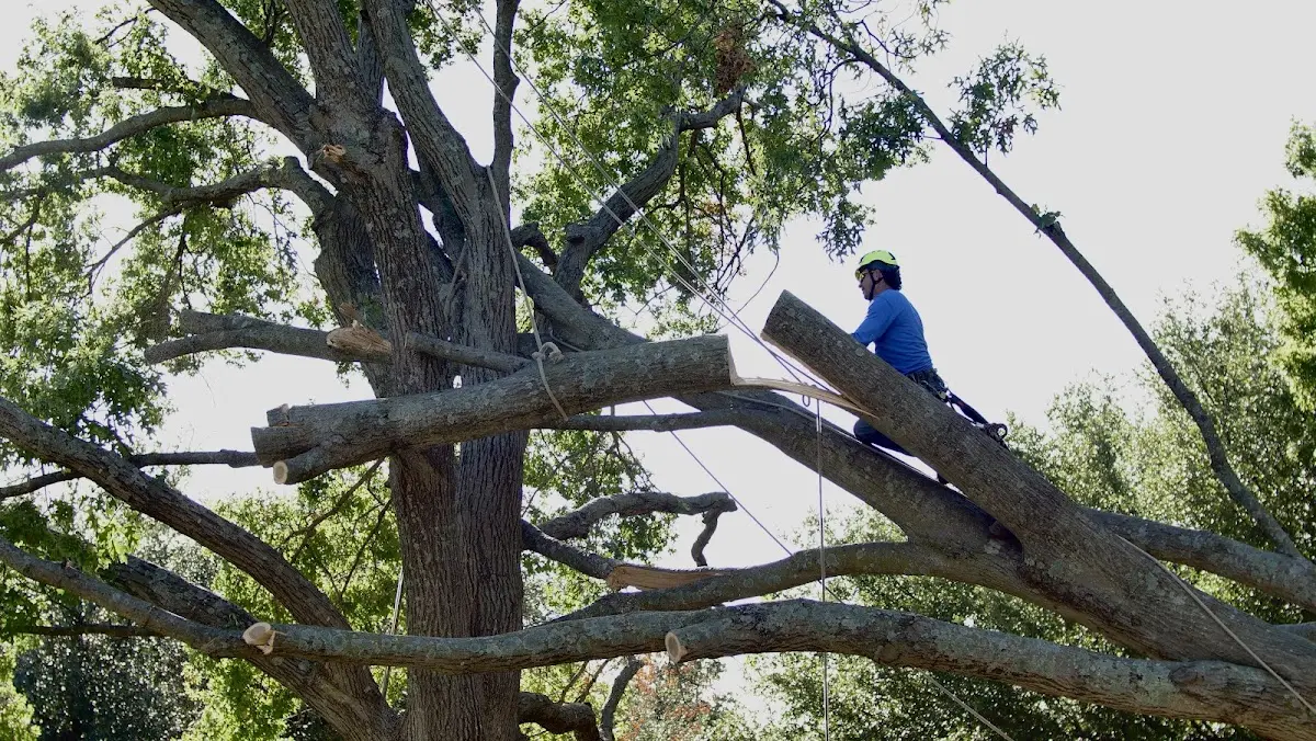 Professional Hazardous Tree Removal performed by certified arborists in Belle Mead
